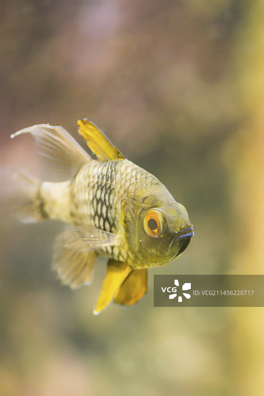 热带淡水鱼图片素材