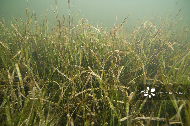 健康海草床图片素材