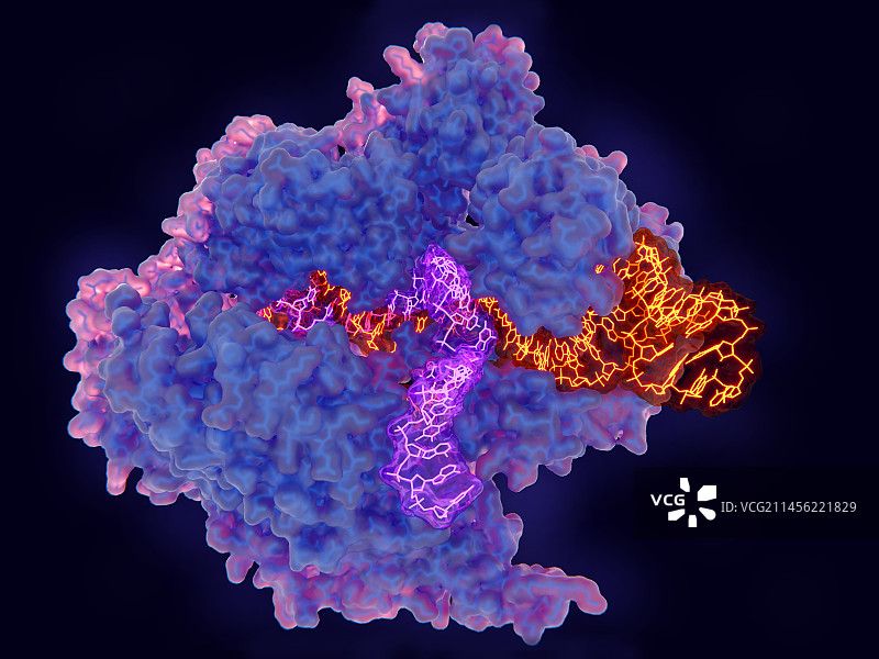 CRISPR-Cas9基因编辑复合体插图图片素材