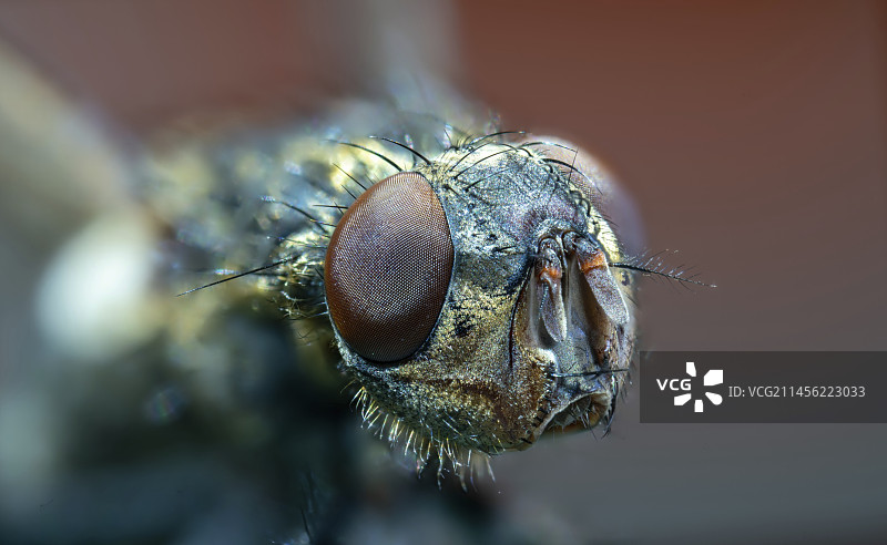 苍蝇头部图片素材