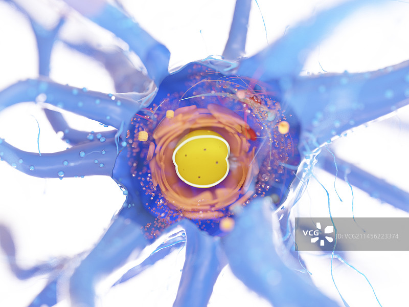 神经细胞，插图图片素材