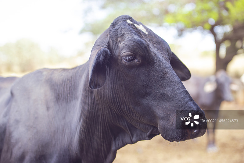 田野里的奶牛图片素材