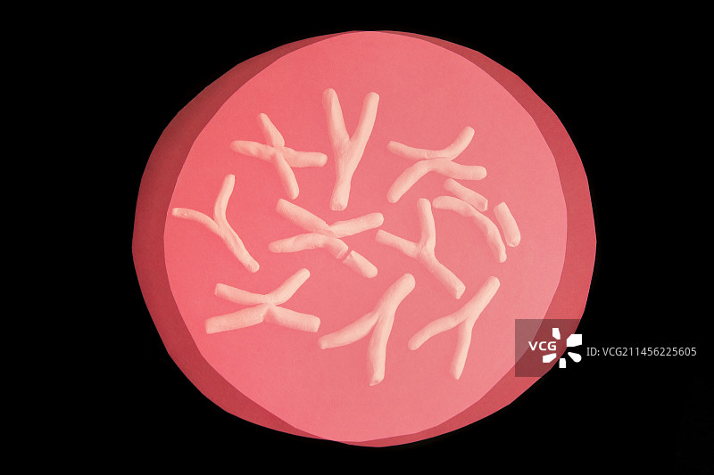 具有缺失的染色体概念图图片素材