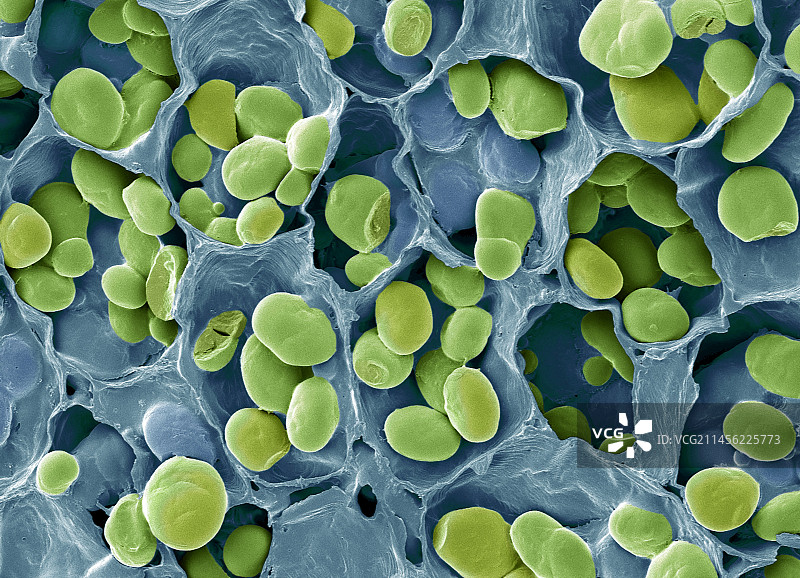 淀粉颗粒，扫描电镜图片素材