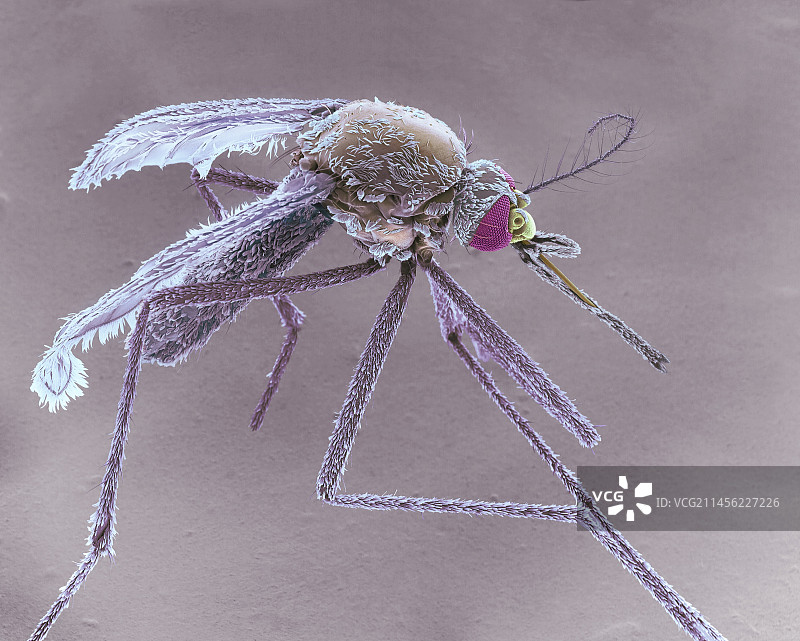 亚洲虎蚊雌蚊扫描电镜图图片素材