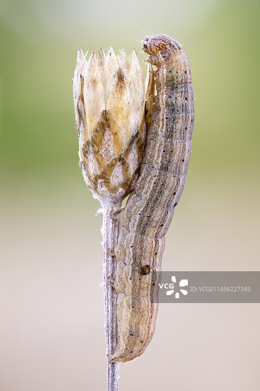 精致的飞蛾幼虫图片素材