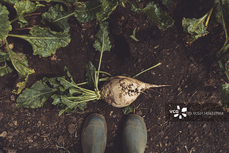 农民站在甜菜上方图片素材