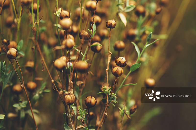 普通亚麻图片素材