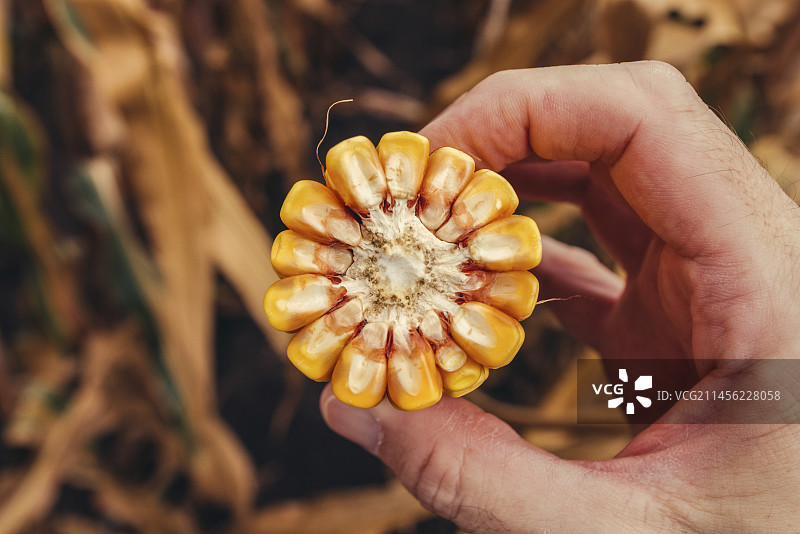 农民检查玉米棒图片素材