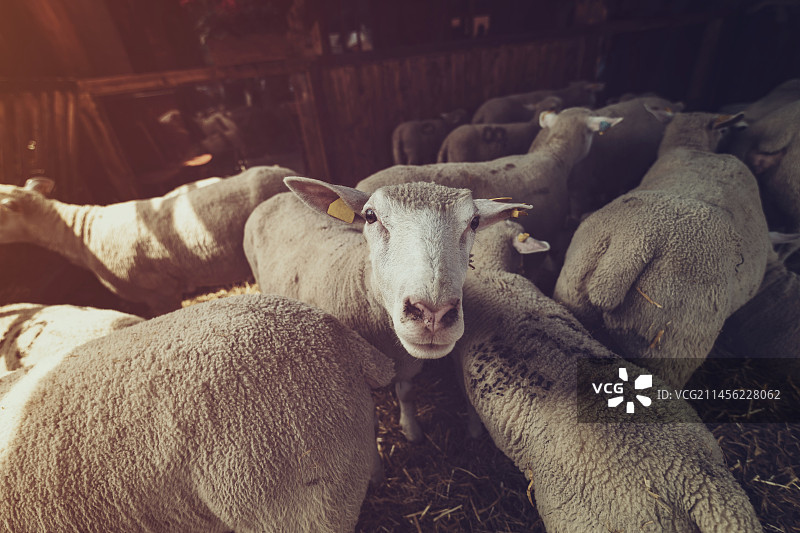 法兰西岛绵羊在农场围栏里图片素材