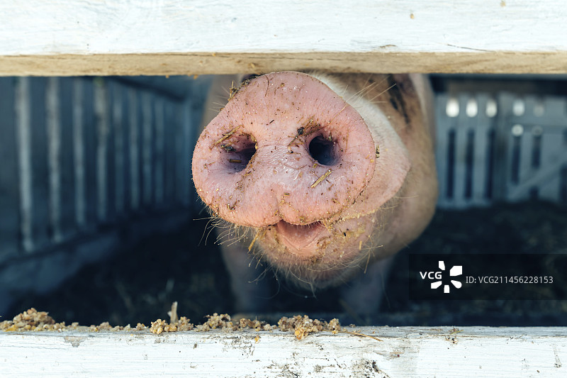 猪鼻子图片素材