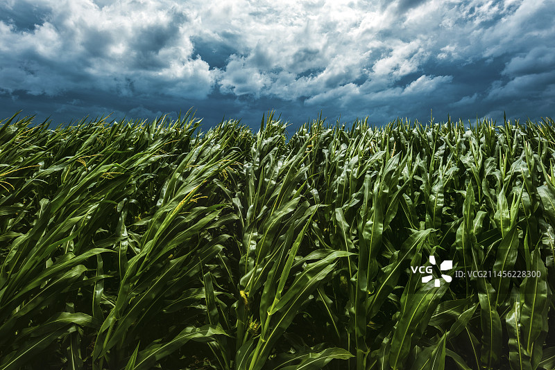 强风吹过玉米地图片素材