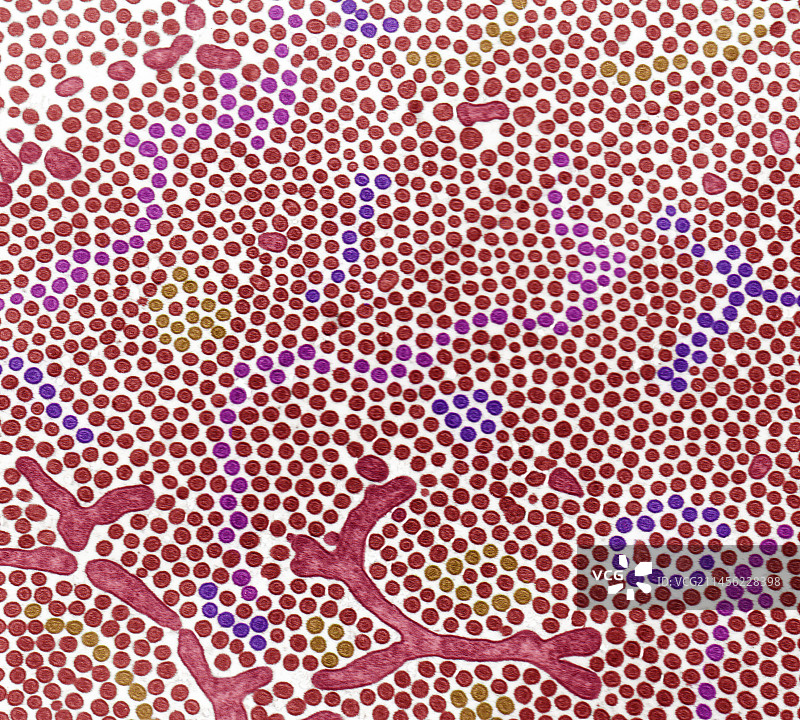 肠刷状缘（透射电镜）图片素材