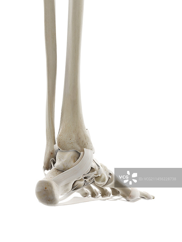 足部韧带图图片素材