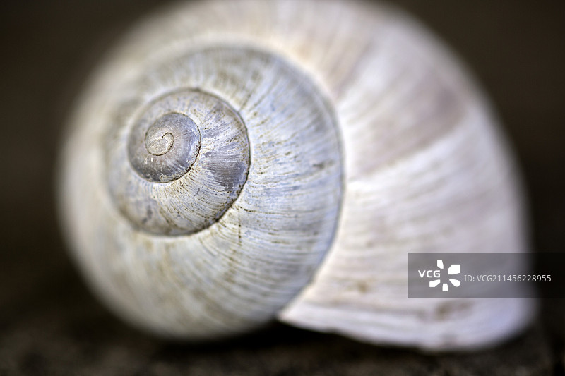 蜗牛的壳图片素材