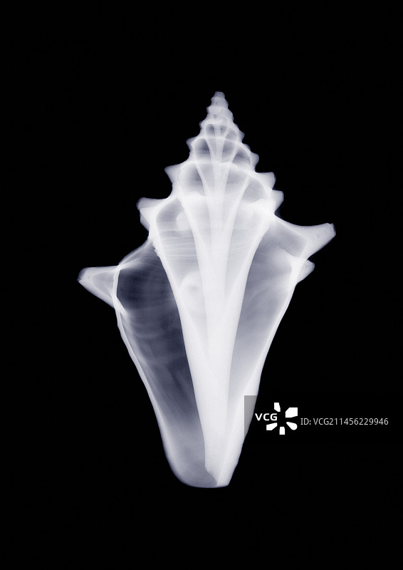 女王海螺X光片图片素材