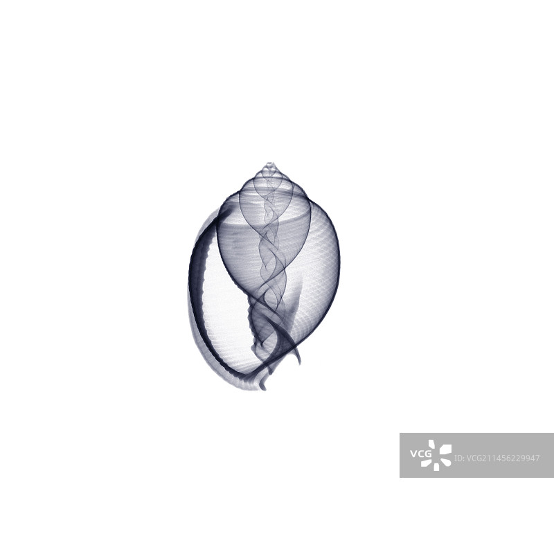 气泡帽贝壳X光片图片素材