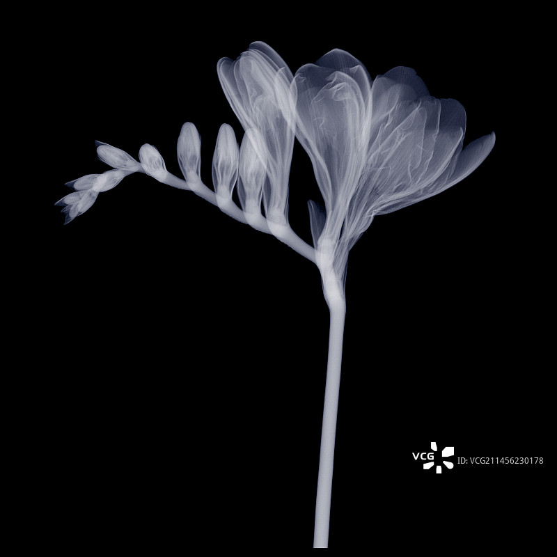 小苍兰X光片图片素材