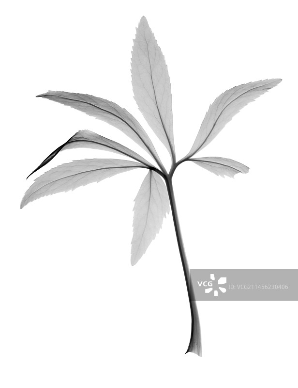 圣诞蔷薇（嚏根草属）X光片图片素材