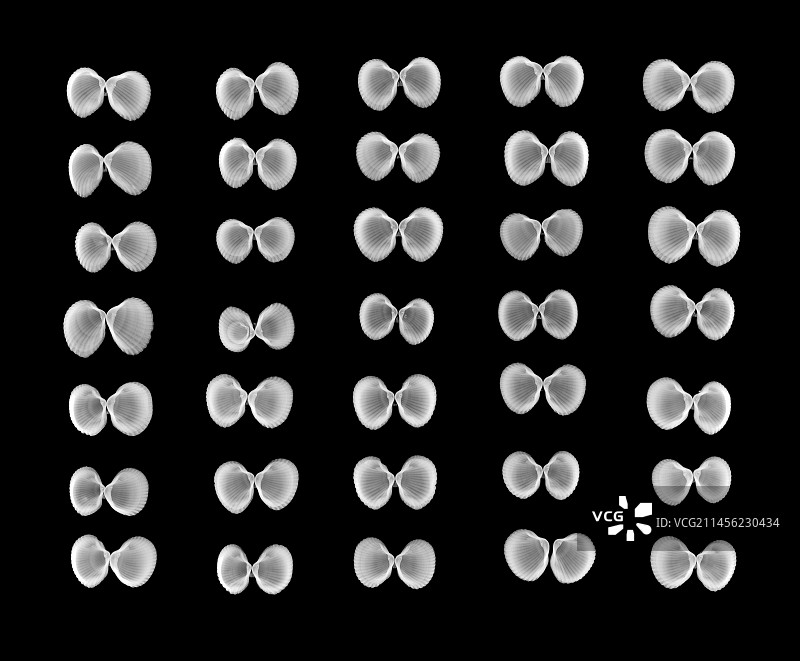 X光下的蝴蝶状开放贝壳图片素材