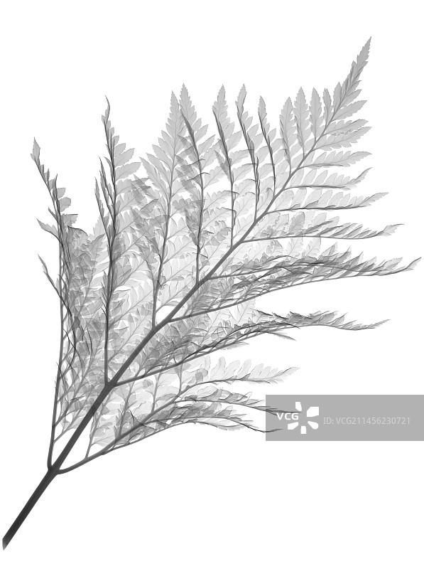 骨碎补（Davallia mariesii）X光片图片素材