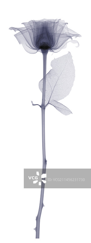 带长茎和一片叶子的玫瑰X光图片素材