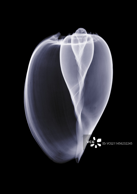 宝贝壳X光片图片素材