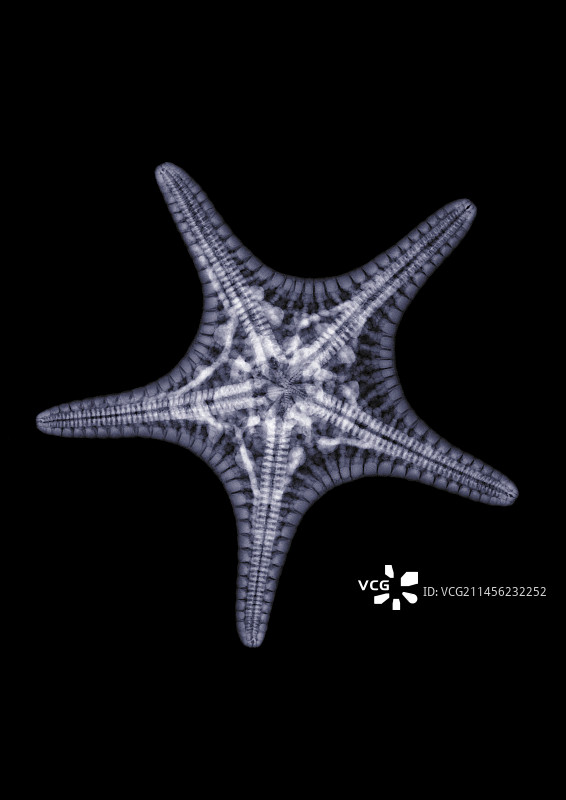 海星X光片图片素材