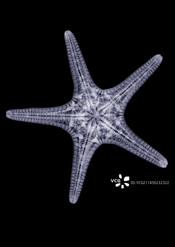 海星X光片图片素材