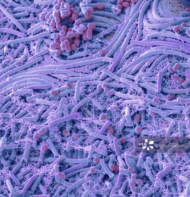 硬币上的细菌扫描电镜图图片素材