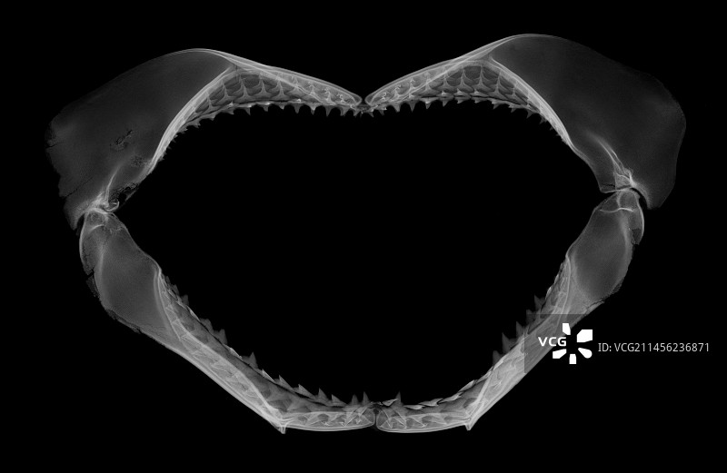 鲨鱼下颚X光图片素材