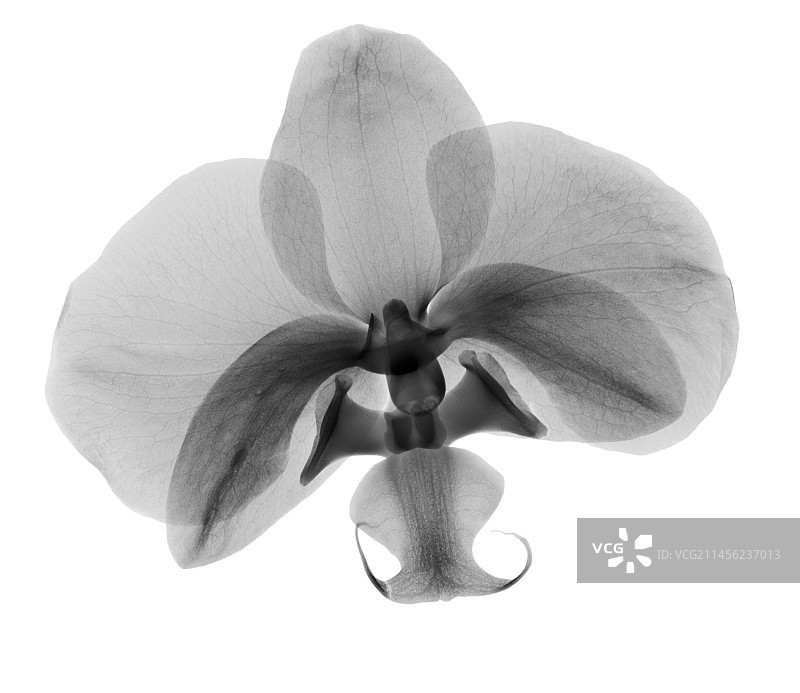 兰花（蝴蝶兰属）花朵X光片图片素材