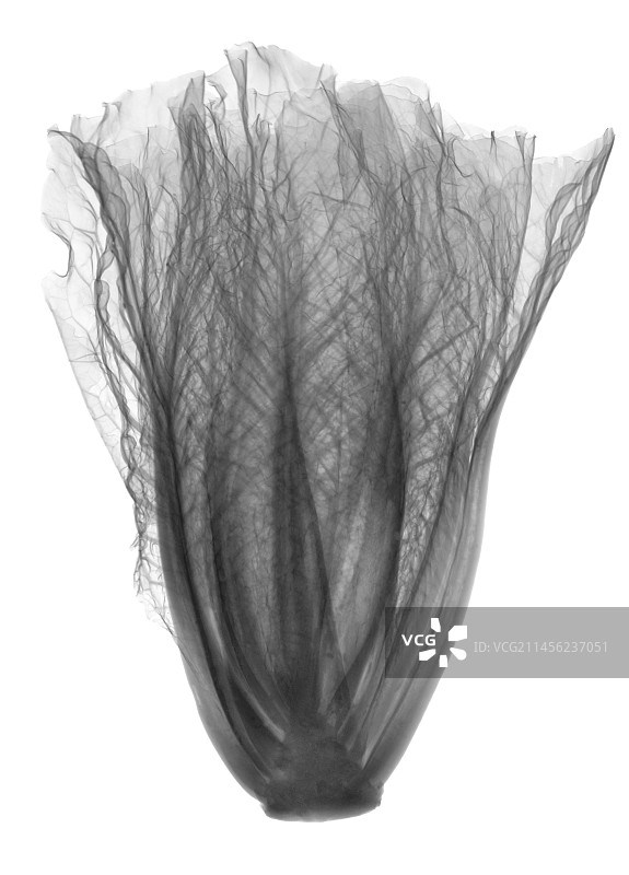 罗马生菜X光片图片素材