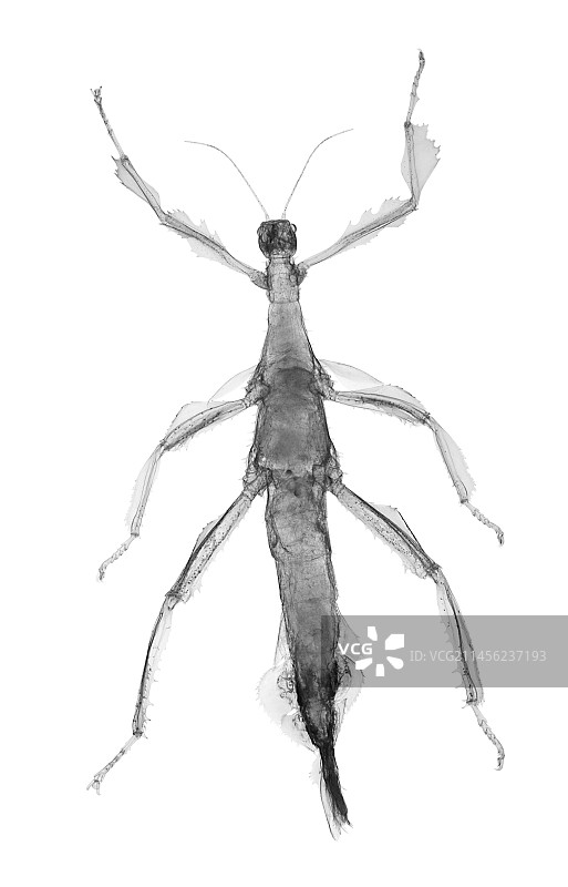 竹节虫X光图片素材