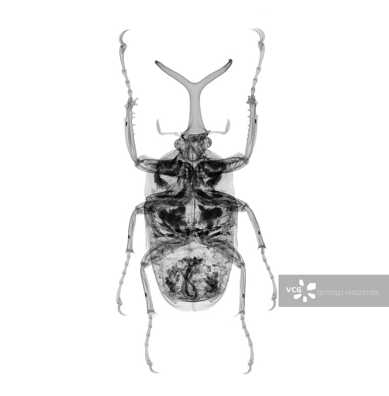 甲虫X光片图片素材