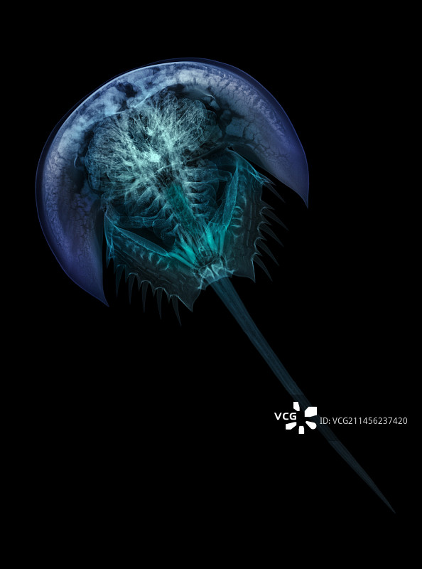 鲎的X光片图片素材