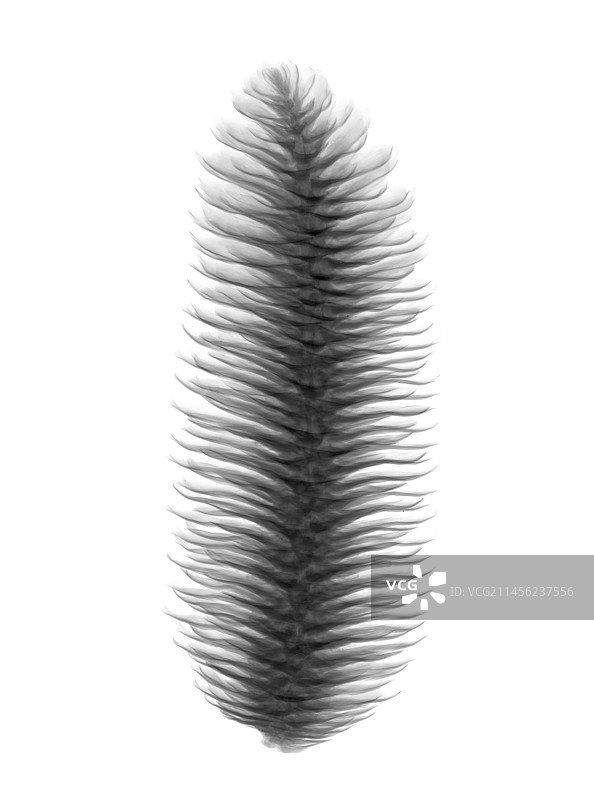 冷杉球果X光片图片素材