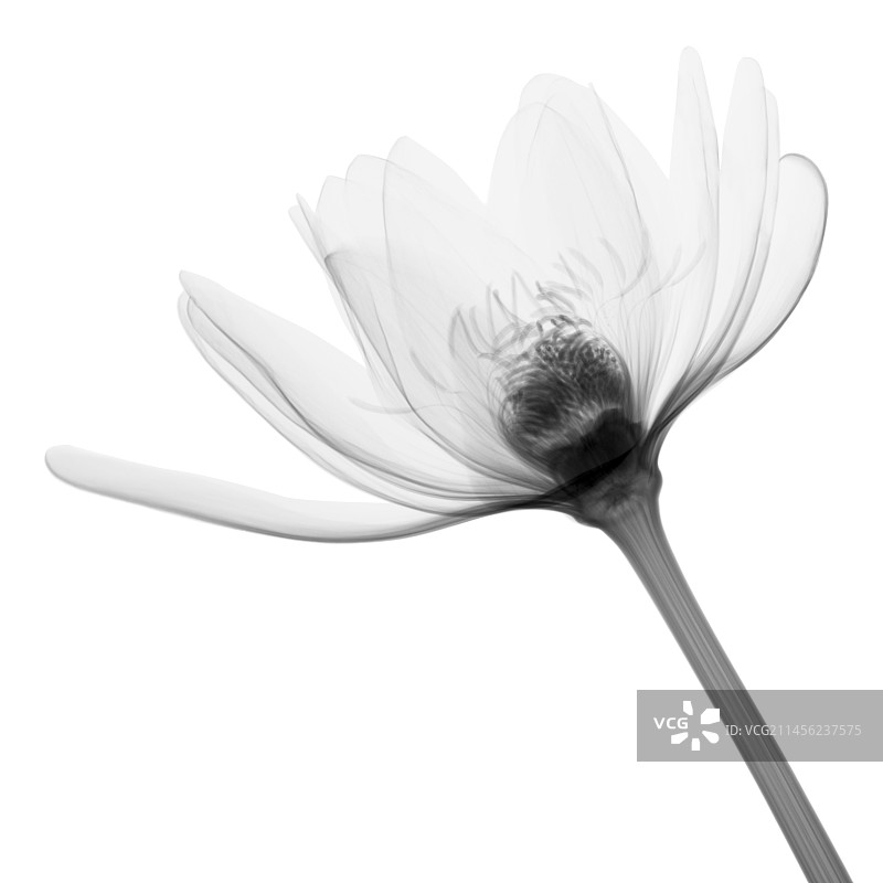 百合花的X光片图片素材