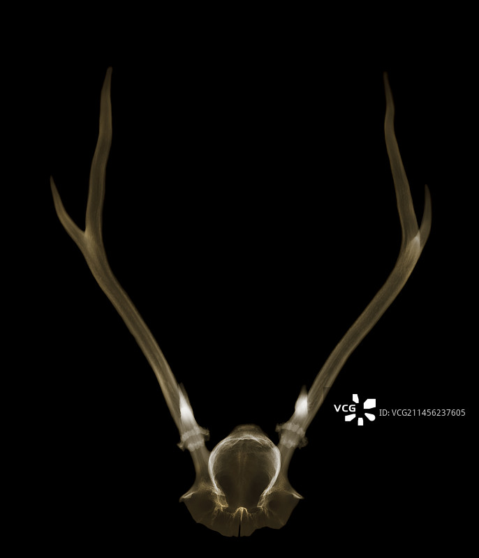 鹿角X光片图片素材