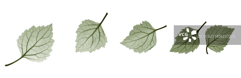 广藿香叶（Pogostemon cablin）X光片图片素材