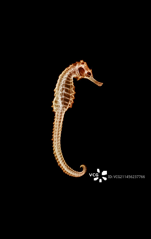 海马X光片图片素材