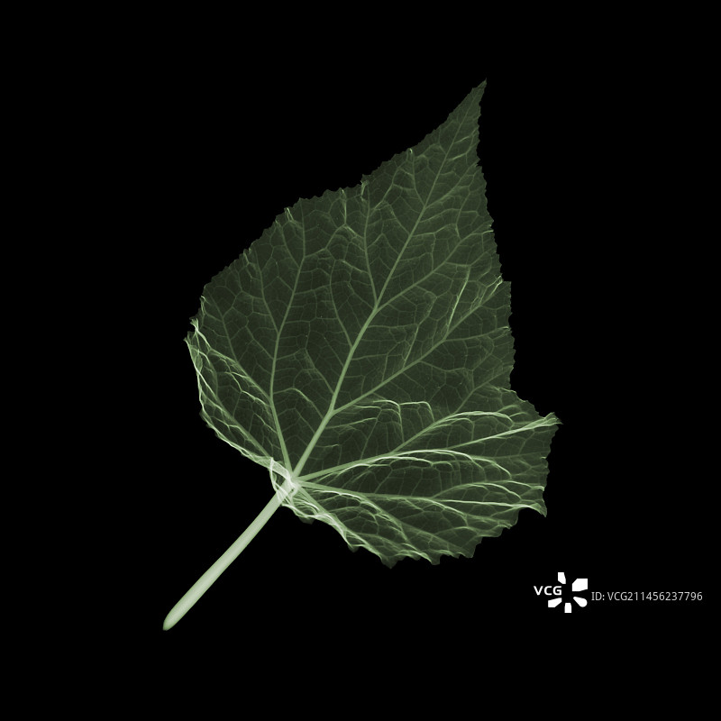 球根海棠叶子的X光片图片素材