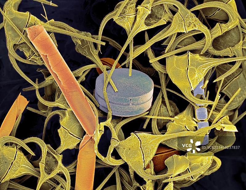 浮游生物扫描电镜图图片素材