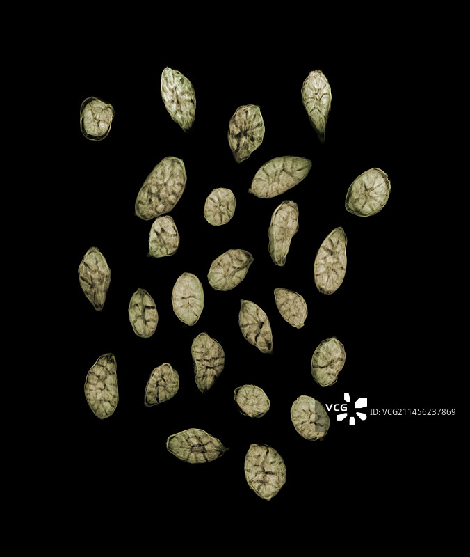 绿色豆蔻种子（Elettaria sp.）X光图片素材