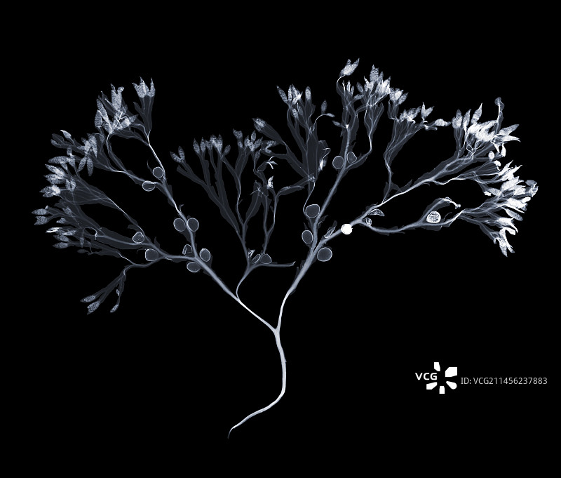 墨角藻海藻（Fucus vesiculosus）X光片图片素材