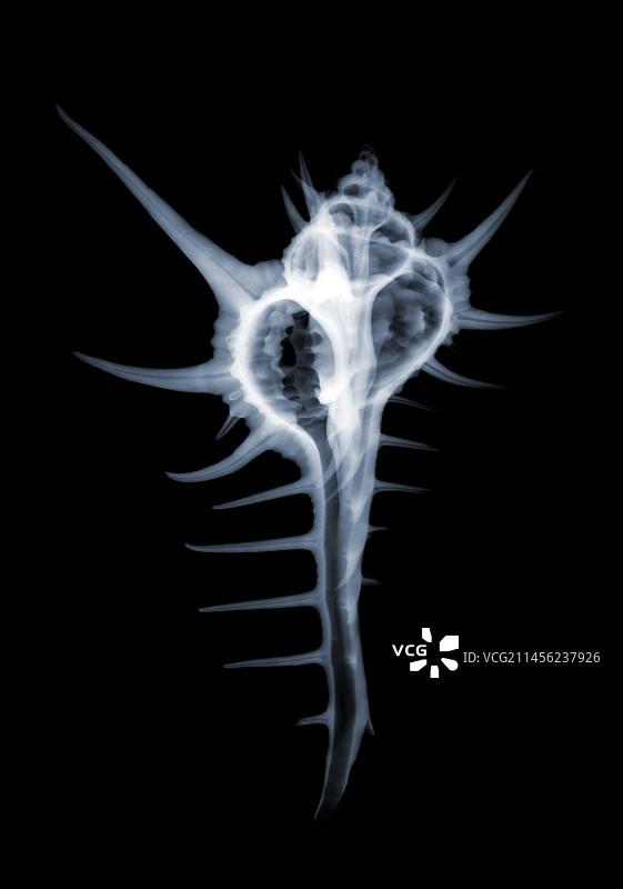 骨螺壳X光片图片素材