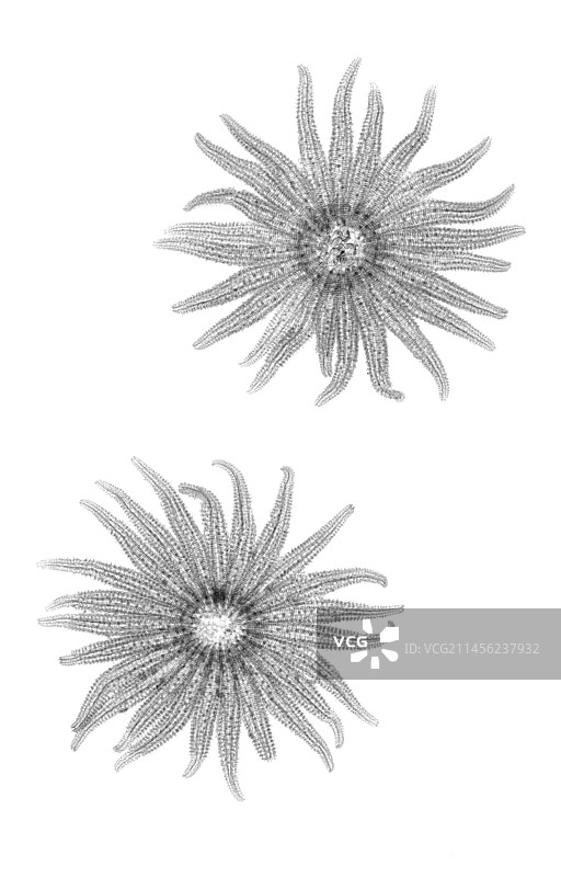 向日葵海星X光片图片素材