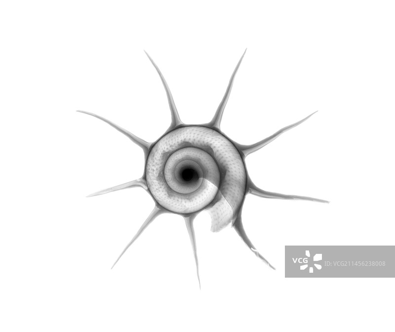 Yoka星头巾，X光片图片素材