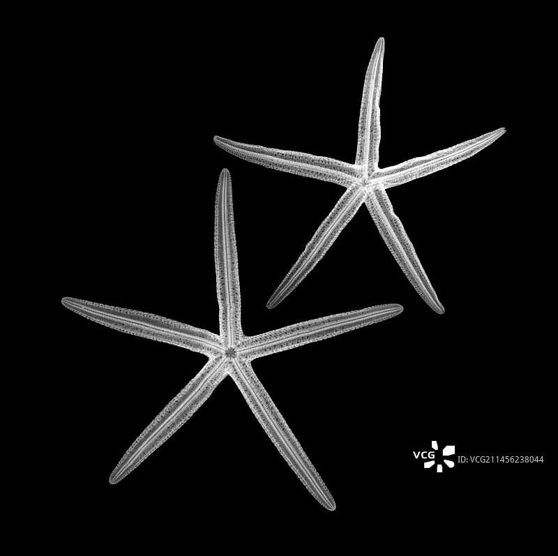 海星X光片图片素材