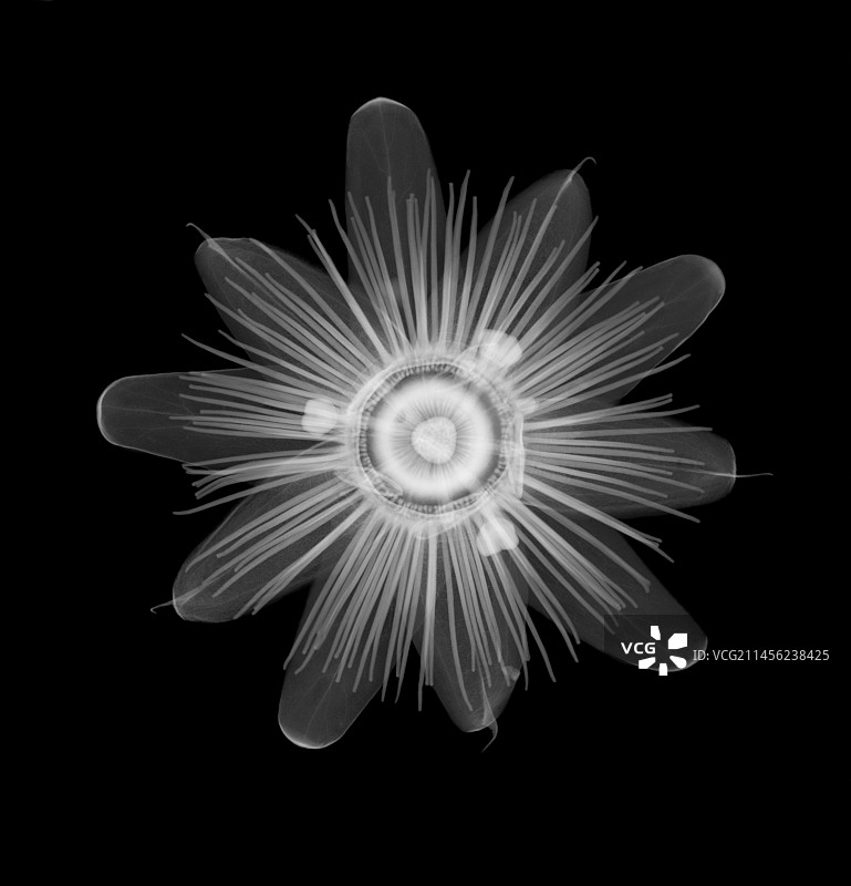 西番莲花头（蓝色西番莲），X射线图片素材